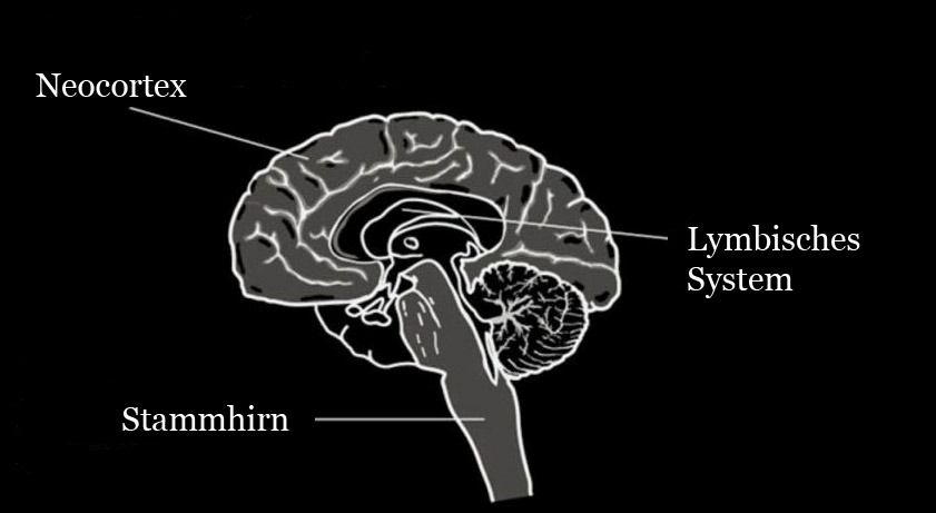 3 Teile des Gehirns